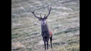 Čaro jelenej ruje 3. časť / jelenia ruja / jelení říje / deer roar /hirschbrunft /rykowisko /rutting