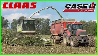Siláže Kukuřice 2019 / Corn Silage / Kiszonka z kukurydzy / Maize / Mais | Claas Jaguar 950