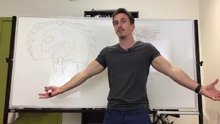 Muscles of respiration (inspiratory muscles)