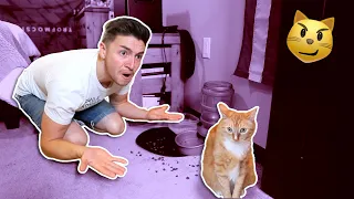 18 Evil Things Cats Do | Smile Squad Comedy