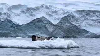 Penguin jumps on wrong piece of Ice