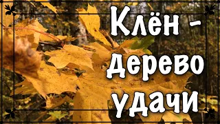 Клен - дерево удачи и равновесия. Лечение клёном. Дендротерапия