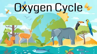 The Oxygen Cycle Explained