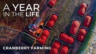 Cranberry Farming Start to Finish | Jacob Searls Cranberry Co. | Luke Parmeter Productions