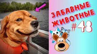 Приколы с Животными #48 / Смешные Животные / Приколы 2020 / Приколы про Животных / Лучшие Приколы