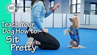 Teach Your Dog How To Sit Pretty - AKC Trick Dog