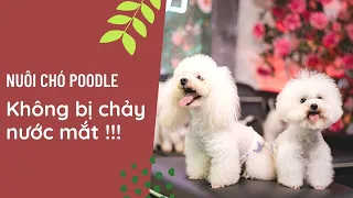 CHĂM SÓC CHÓ POODLE ĐỂ KHÔNG BỊ CHẢY NƯỚC MẮT