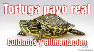 TORTUGA PAVO REAL: Trachemys Venusta.TORTUGAS | Cuidados y alimentación.