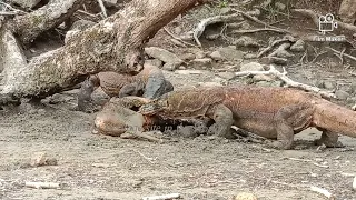 komodo Dragon attack the Deer Part 5 #wildlife