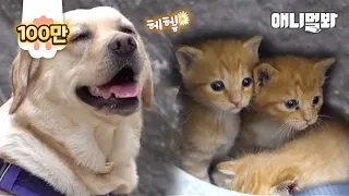 Cats That Became Fans Of A Retriever That Saved Them