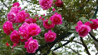 РОЗОВЫЕ КАСКАДЫ. ПЛЕТИСТЫЕ РОЗЫ. Rose Garden. Beautiful roses.