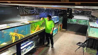 Man Turns Basement Into Fish Room | Tour