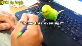 Bird Talks To The Hand - Vlog #10 - Pedro the Budgie Video #16