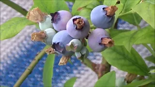 Growing Strong Balcony Plants I