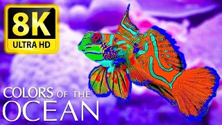 Colors of the ocean 8K ULTRA HD - The best sea animals for relaxing and soothing music