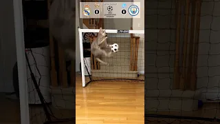 Cat Goalie - Real Madrid Vs Man City | 2023 UEFA Semi-final Leg 2 #cat #fyp