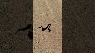 Rattlesnake Making Bad Decisions