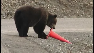 Bear Picks Up Fallen Traffic Cone by Roadside Before Walking Away - 1112841