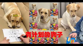 肉肉下半年小目标差一点就完成了#拉布拉多犬 #拉布拉多 #神犬 #狗狗 #肉肉说了算