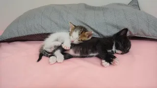 What Do Kittens Do When They Want To Sleep With You?