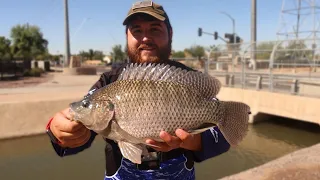 Urban Arizona Canal Fishing with Worms! (Big Fish)