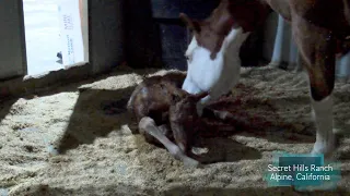 Newborn Foal Learns to Stand, Walk and Nurse