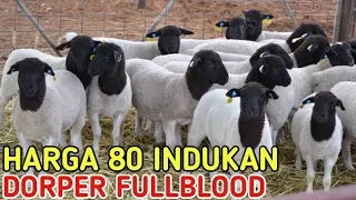 HARGA 80 INDUKAN DORPER FULLBLOOD