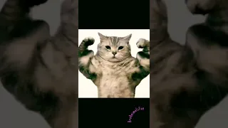 Кот 🐱 прошел в ТРЕНАЖЕРКУ 💪 Cat 🐈 #shorts #tiktok