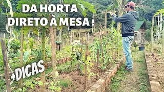 ROTINA MORANDO NA ROÇA. FIZ CHARUTINHO TUDO COLHIDO NA HORTA + DICA DE PODA DA ROSEIRA E DA MORINGA.