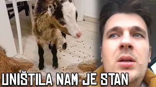 PRVI DAN SA KOZOM U STANU! *KRENUO NAOPAKO*