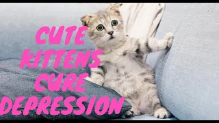 Cute Kittens Cure Depression 😘🐈 Soo Cute!! 😽 WHO IS NEXT?? 😀