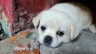 Shye's story - Orphan stray puppy misses mom, with tears In her eyes