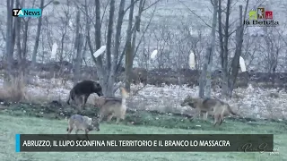 Abruzzo, il lupo sconfina nel territorio e il branco lo massacra