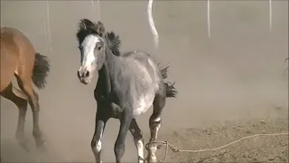 PIALADAS EN SAN IGNACIO