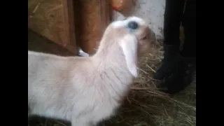 Как убрать рожки у козлят?🐐