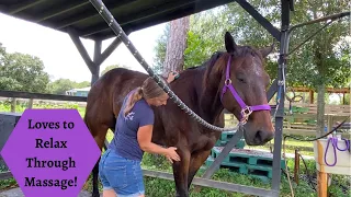 Horse Massage Helps With Navicular Challenges Brownie Part 1