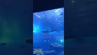 Огромный и красивый аквариум с рыбами,скатами и акулами в торговом центре #DubaiMoll,в городе #dubai