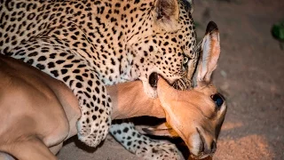Young leopard kills large adult impala