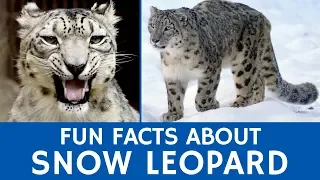 Facts about Snow Leopards for Learners | Interactive Video of Wild Animals