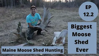 Biggest Moose Shed of My Season -- Maine Moose Shed Hunting 2021 -- Beyond the Boundaries EP 12 PT 2