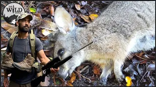 HUNTING WALLABY CATCH AND COOK