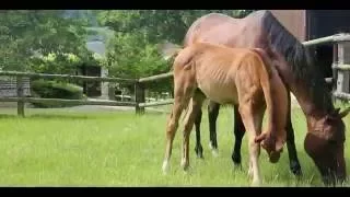 Haras des Étincelles - Olivia Saelens