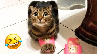 Funny Animal Videos 2023 😅 - Funniest Dogs and Cats Videos 😁