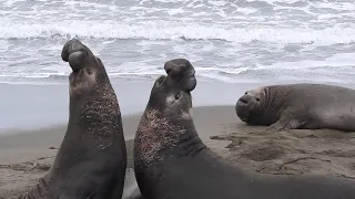 Fight between two bull Elephant Seals 1/4/21 San Simeon