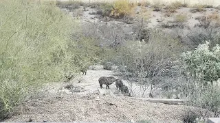 Javelina Encounter