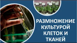 6. Размножение культурой клеток и тканей