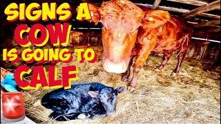 Early Signs a COW displays when getting ready to give Birth to a Newborn CALF 🐮