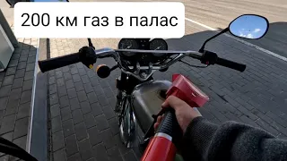 🐅ДАЛЬНЯК _ НА АЛЬФЕ.