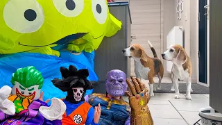 Funny Dogs Pranked with Halloween Costumes : Louie The Beagle