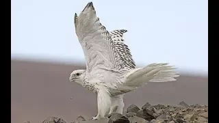 Gyrfolcan birds very dangerous goose